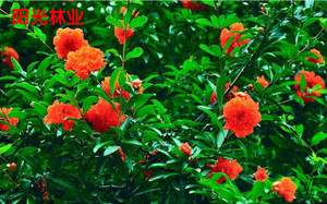 石榴花盆栽潮汕