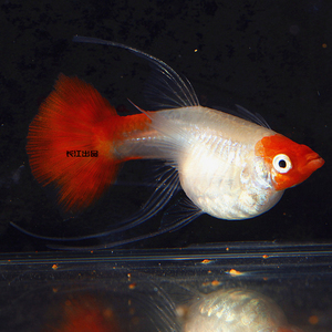 鸿运当头孔雀鱼c-淘宝拼多多热销鸿运当头孔雀鱼c货源