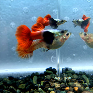 白金象耳大耳蝶翼红尾孔雀鱼凤尾鱼印尼进口观赏鱼热带鱼_阿里巴巴找