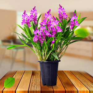 兰花香水石斛水培植物兰盆栽心兰水养四季花卉室内绿植好