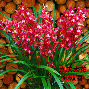 001人付款淘宝【蕙兰系列】大花蕙兰带花大花室内花卉盆栽原盆原土发