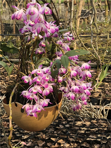 樱石斛 dendrobium nobile 云南缅甸越南石斛 直播专拍