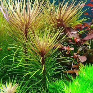 自养活体真水草紫百叶 草缸造景中后景巴西紫百叶 有茎类满额包邮