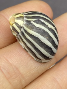 2-3厘米吸血虫蜑螺 收藏标本螺 天然海螺贝壳