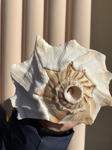 能吹响的左旋螺 左旋大香螺号角 天然海螺贝壳 供奉海螺 法事海螺