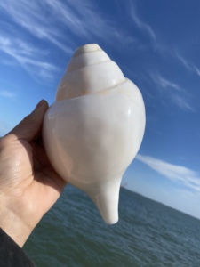 超大尺寸白色法事螺 供奉白海螺 可以吹响的天然大海螺 右旋海螺