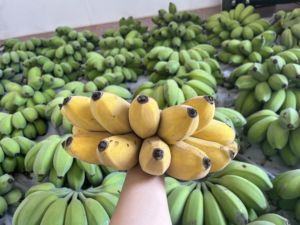 苹果蕉粉蕉新鲜树上自然熟banana香蕉当季农家水果现采现发包邮