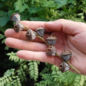 一口钟500g 一口盅云南野生新货中药材 可泡茶泡水泡酒中草药养生