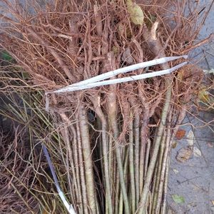 南北方种植小樱桃树苗樱桃直生苗实生苗未嫁接可占地樱桃砧木苗