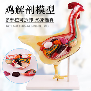 兽医畜牧教学动物家禽解剖模型母鸡解剖模型仿真鸡半面横切解刨内脏
