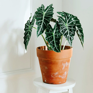 大仙女海芋盆栽网红桌面观叶植物四季好养小仙女海芋绿植净化空气