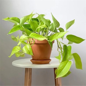 金边花叶绿萝长藤水培盆栽吸甲醛净化空气室内四季常桌面绿植花卉