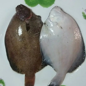 巴叔推荐 比目鱼 鲜货鼓眼鱼 高眼鱼 比目鱼3斤ems空运