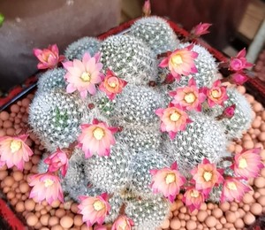 粉蝶 金蝶 杏蝶 银蝶丸宝山仙人球美花丽花艾斯美拉达沟宝山属