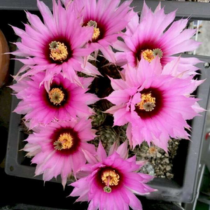 折墨虾虾属实生仙人球鹿角柱属开花漂亮花量大一物一拍