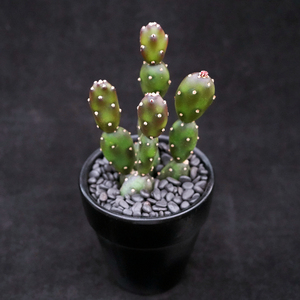 小土人团扇 无刺可爱仙人掌 夏型种 一物一拍防辐射盆栽仙人球