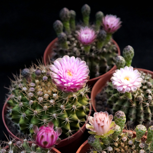 翠晃冠缀化一物一拍多色开花仙人球裸鄂球属多肉植物重瓣花稀有