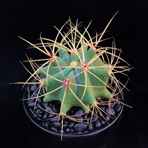 长刺王冠龙 开花美丽仙人球狂豪刺多肉植物一物一拍绿植盆栽