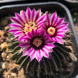 300人付款淘宝多凌玉仙人球千波万波开花复色粉色办公室室内多肉植物