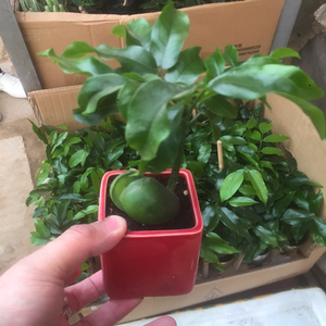 开心果苗树果树-淘宝拼多多热销开心果苗树果树货源拿货 - 阿里巴巴