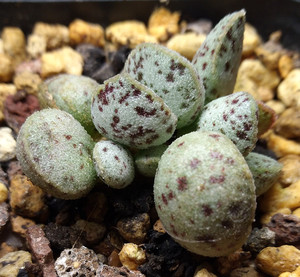 白马丁水泡珍贵稀有多肉植物办公室绿植盆栽(培育中 暂不售)