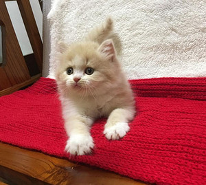 苏格兰折耳猫 乳白高地立耳 乳白dd 公