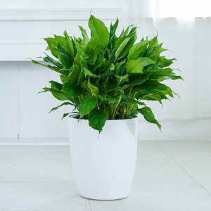 爱优尚万年青盆栽办公室客厅室内净化空气好养活植物大型花卉绿植