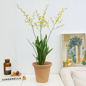 爱优尚跳舞兰盆栽带花苞花卉真花文心兰梦香兰室内客厅植物鲜花