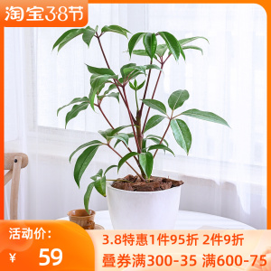 爱优尚日本大叶伞保罗盆栽绿植室内客厅书房净化空气耐阴好养植物