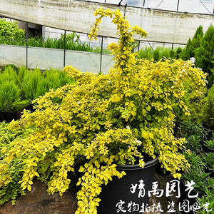 黄金喷泉 凌叶绣线菊盆栽 多年生灌木庭院花园花镜木本植物小手球