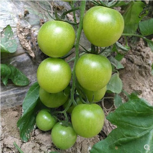 寿光绿樱桃番茄种子绿宝石番茄农家不偷绿翡翠水果番茄盆栽菜园