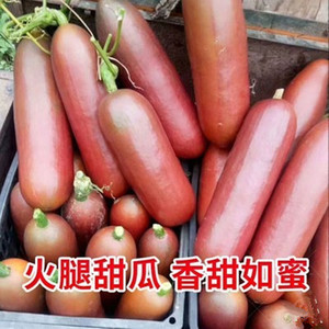 南美香如蜜火腿甜瓜种籽特大香甜水果四季冬季瓜类水果种子种孑