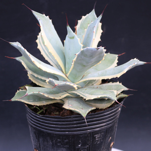 龙舌兰植物雷神