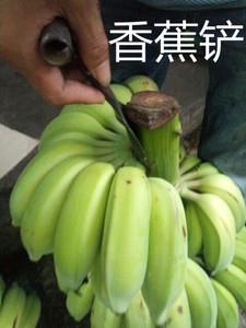 铲香蕉的铲子刀除芽下把刀铲取香蕉芽弧形弯刀铲芭蕉芽轻松铲香蕉