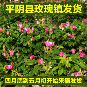平阴可食用新鲜玫瑰花重瓣丰花一号可做纯露酵素精油玫瑰酱鲜花饼