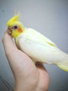 红脸黄化珍珠派特玄凤牡丹宠物鸟会吹口哨的鹦鹉小鸟中小型观赏鸟