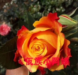 云南昆明佤族小阿娇玫瑰月季《国魂》玫瑰苗小盆栽近年新品