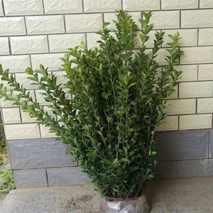 冬青苗绿化苗木四季常青庭院篱笆墙植物大叶黄杨苗金边黄杨树苗