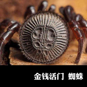 金钱活门蛛