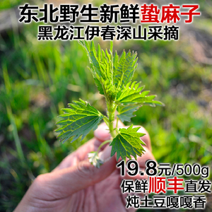 东北特产黑龙江伊春野生蛰麻子山野菜新鲜蔬菜蘸酱菜500g发顺丰