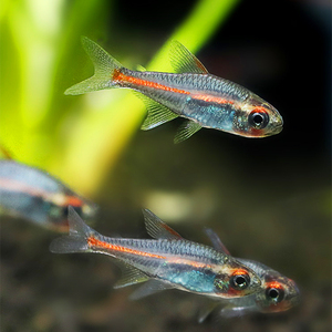红管灯鱼霓虹灯鱼玻璃鱼热带鱼群游草缸鱼活体淡水小型观赏鱼包损