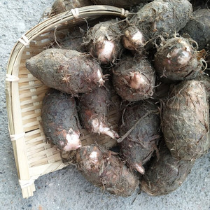 江西贵溪特产新鲜蔬菜芋艿软糯小芋头农家毛芋红芽粉芋3斤包邮