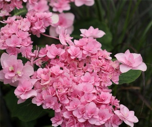 【绣球舞孔雀】绣球舞孔雀品牌,价格 - 阿里巴巴