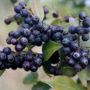 乌饭树苗南烛树苗黑米饭树苗现挖现发乌饭子苗乌饭子树南北种植