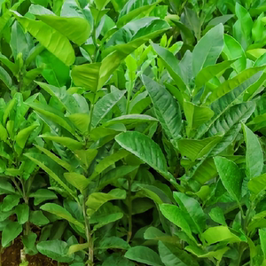 树苗橘红苗正宗正毛化州橘红树苗中药材桔红苗