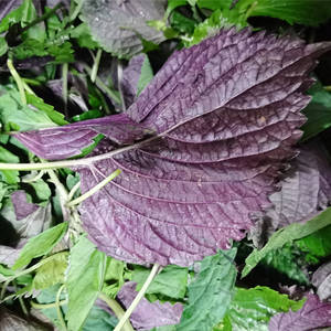 新鲜紫苏叶 纯叶子不带杆烧鱼虾蟹炒田螺牛蛙食用香料 非苏子叶