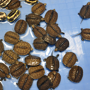 石金钱龟纯种越南