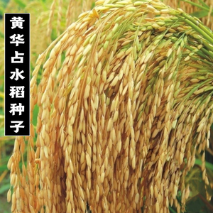 黄华占水稻旱稻种子优质高产谷种双季旱稻水稻谷大田种植常规种籽