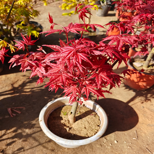 枫树盆栽 红枫树苗庭院风景树花园植物阳台盆栽盆景日本黄金枫