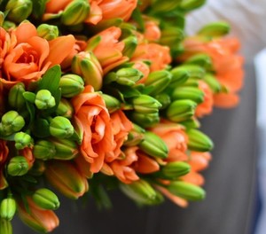 重瓣金百合小蜜蜂幻影百合鲜花速递江浙沪两扎包邮无香上海同城